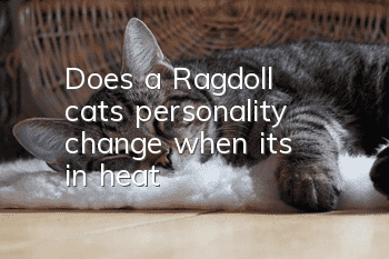 Does a Ragdoll cat's personality change when it's in heat?
