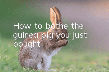 How to bathe the guinea pig you just bought
