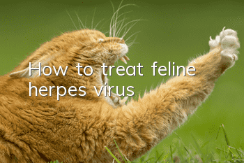 How to treat feline herpes virus