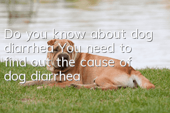 Do you know about dog diarrhea? You need to find out the cause of dog diarrhea!