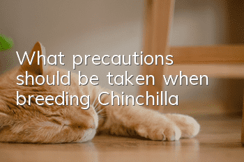 What precautions should be taken when breeding Chinchilla?