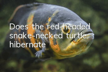 Does the red-headed snake-necked turtle hibernate?