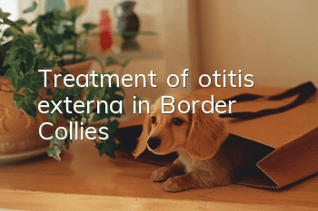 Treatment of otitis externa in Border Collies