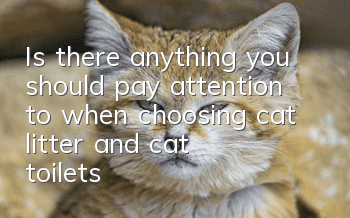 Is there anything you should pay attention to when choosing cat litter and cat toilets?