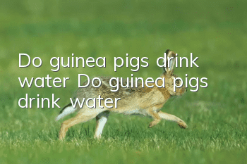 Do guinea pigs drink water? Do guinea pigs drink water?