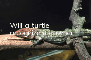 Will a turtle recognize its owner?