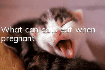 What can cats eat when pregnant?