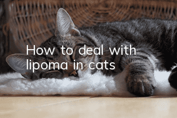 How to deal with lipoma in cats