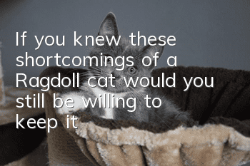 If you knew these shortcomings of a Ragdoll cat, would you still be willing to keep it?
