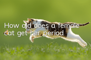 How old does a female cat get her period?