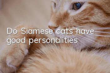 Do Siamese cats have good personalities?