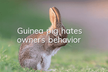 Guinea pig hates owner's behavior