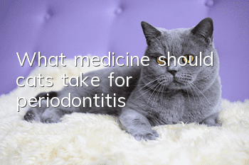 What medicine should cats take for periodontitis?