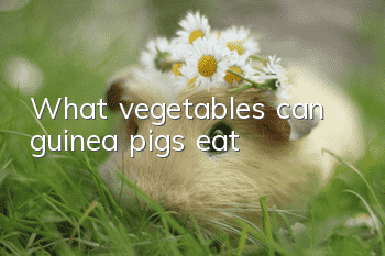 What vegetables can guinea pigs eat?