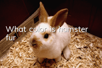 What color is hamster fur?