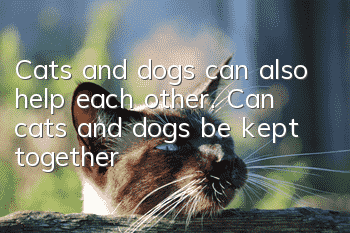 Cats and dogs can also help each other. Can cats and dogs be kept together?