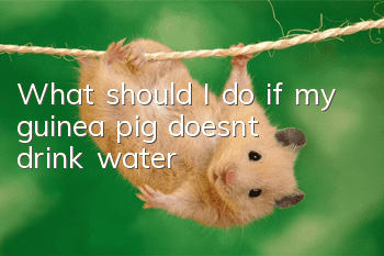 What should I do if my guinea pig doesn’t drink water?