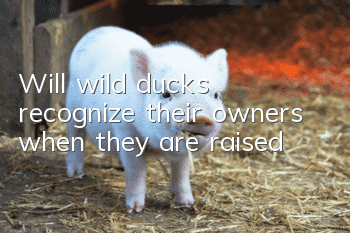 Will wild ducks recognize their owners when they are raised?