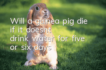 Will a guinea pig die if it doesn't drink water for five or six days?