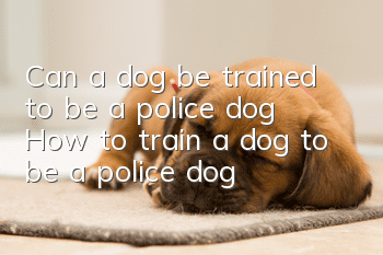 Can a dog be trained to be a police dog? How to train a dog to be a police dog?