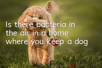 Is there bacteria in the air in a home where you keep a dog?
