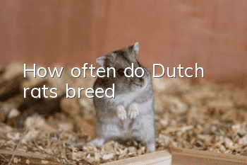 How often do Dutch rats breed?