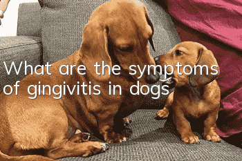 What are the symptoms of gingivitis in dogs?