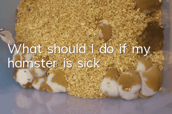 What should I do if my hamster is sick?