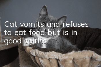 Cat vomits and refuses to eat food, but is in good spirits?