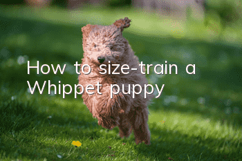 How to size-train a Whippet puppy?