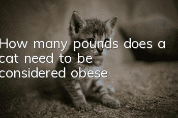 How many pounds does a cat need to be considered obese?