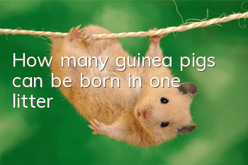 How many guinea pigs can be born in one litter?