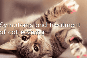 Symptoms and treatment of cat eczema