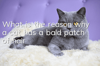 What is the reason why a cat has a bald patch of hair?
