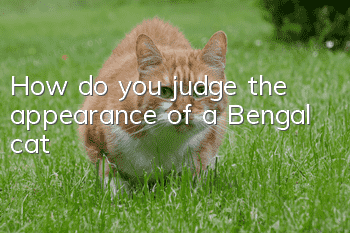 How do you judge the appearance of a Bengal cat?