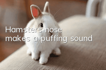 Hamster's nose makes a puffing sound