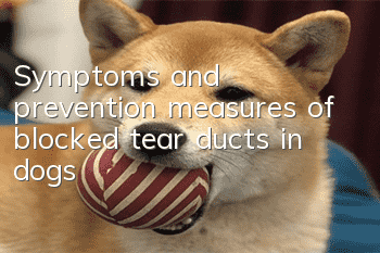 Symptoms and prevention measures of blocked tear ducts in dogs