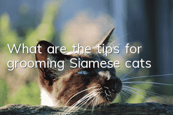 What are the tips for grooming Siamese cats?