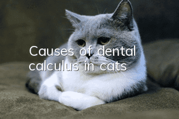 Causes of dental calculus in cats