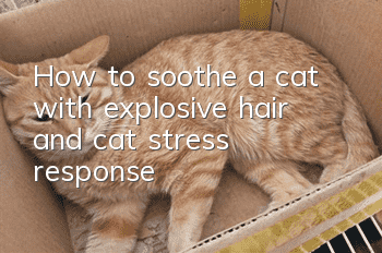 How to soothe a cat with explosive hair and cat stress response!
