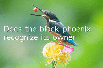 Does the black phoenix recognize its owner?