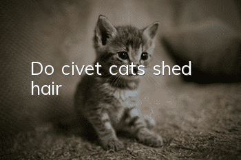 Do civet cats shed hair?