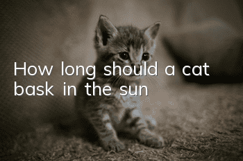 How long should a cat bask in the sun?