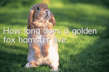 How long does a golden fox hamster live?