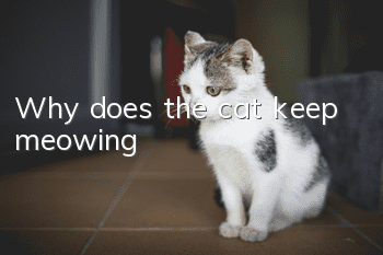 Why does the cat keep meowing?