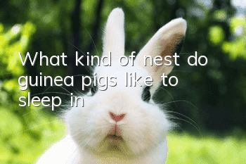 What kind of nest do guinea pigs like to sleep in?