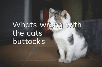 What's wrong with the cat's buttocks?