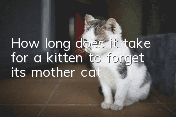 How long does it take for a kitten to forget its mother cat?