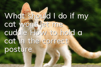 What should I do if my cat won’t let me cuddle? How to hold a cat in the correct posture?