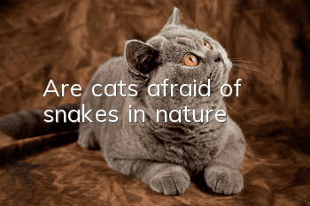 Are cats afraid of snakes in nature?